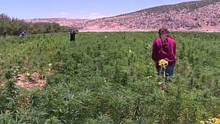 مزارعو الحشيش في لبنان يعترضون على محاولات تقنينه 