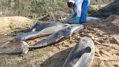 Hundreds of dolphins wash up dead on French beaches every year.