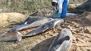 Hundreds of dolphins wash up dead on French beaches every year.