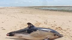 Toter Delfin mit angetrennter Schwanzflosse am Strand der Ile de Ré