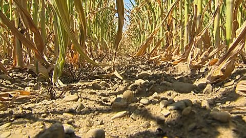 Patatas y cereales más caros por la sequía en Europa