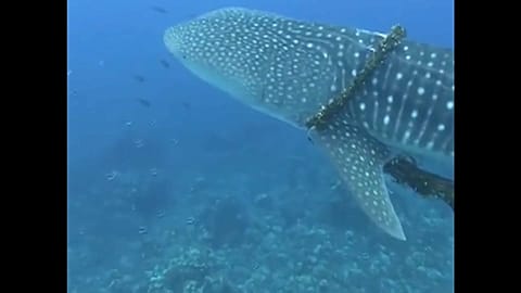 Taucher auf Hawaii: des Walhais Rettung