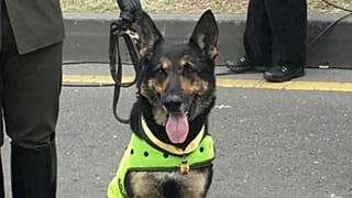 Sombra, chienne anti-drogue menacée par un cartel colombien.