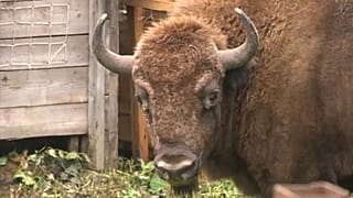 Bisonti in libertà per "ripopolare" il Caucaso