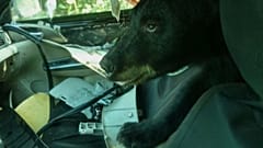 L'habitacle d'une voiture dévasté par un ours dans le Colorado