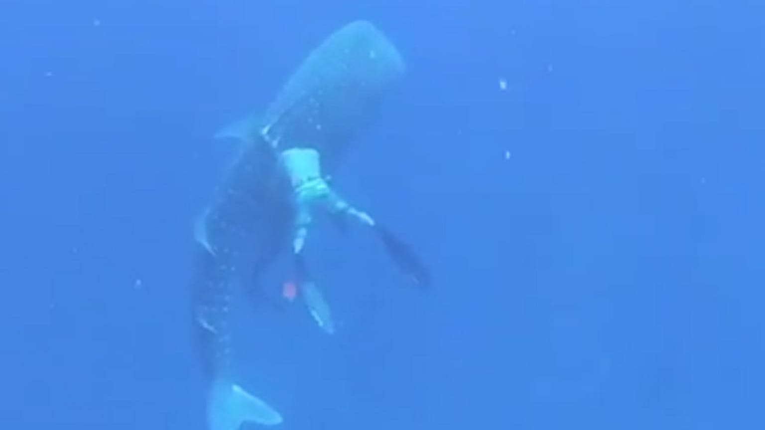 Watch: Family diving trip becomes mission to rescue whale shark 