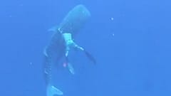 Watch: Family diving trip becomes mission to rescue whale shark 