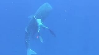 Watch: Family diving trip becomes mission to rescue whale shark 