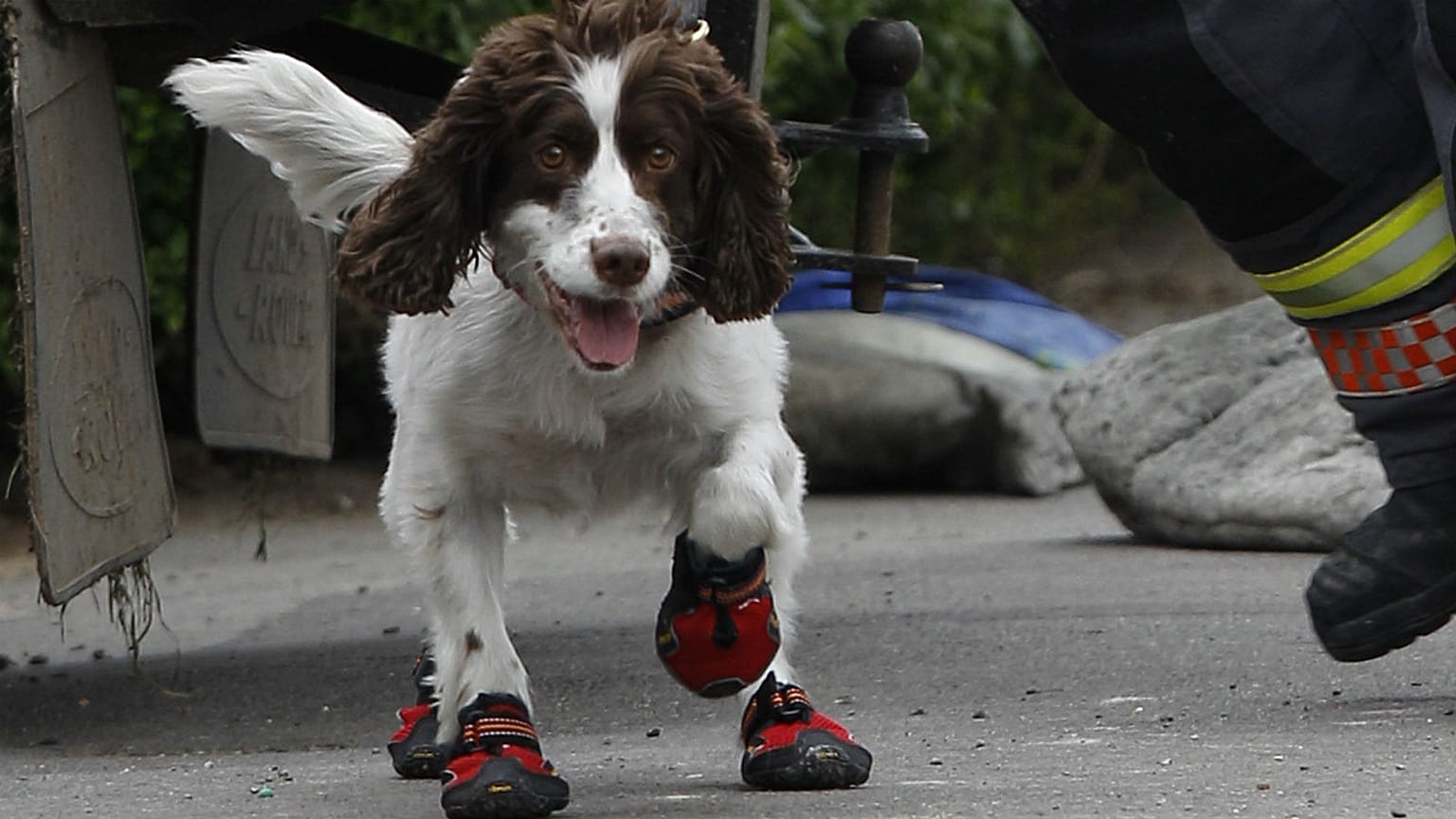 Swiss police urge owners to put dogs in shoes during heatwave