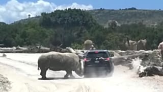 Messico: il rinoceronte attacca l'auto dei turisti