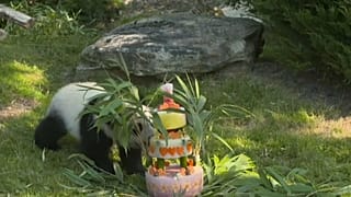 Torte zum Geburtstag