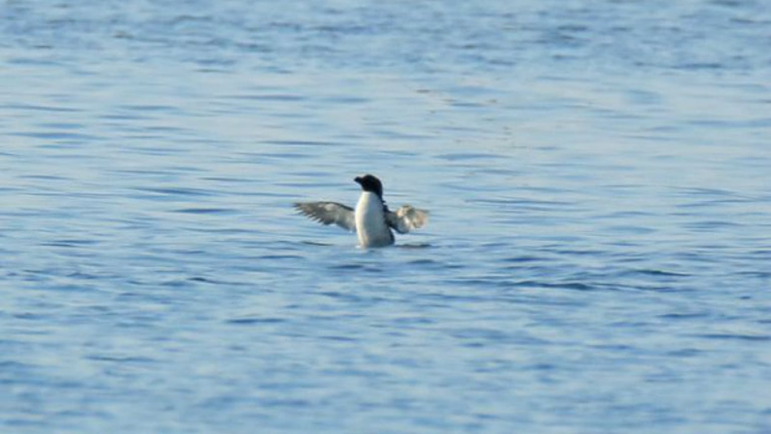 Un pingouin rate sa migration et passe l'été dans le midi