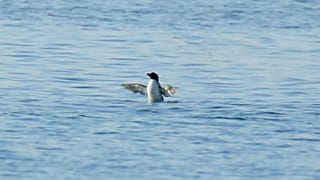 Un pingouin rate sa migration et passe l'été dans le midi