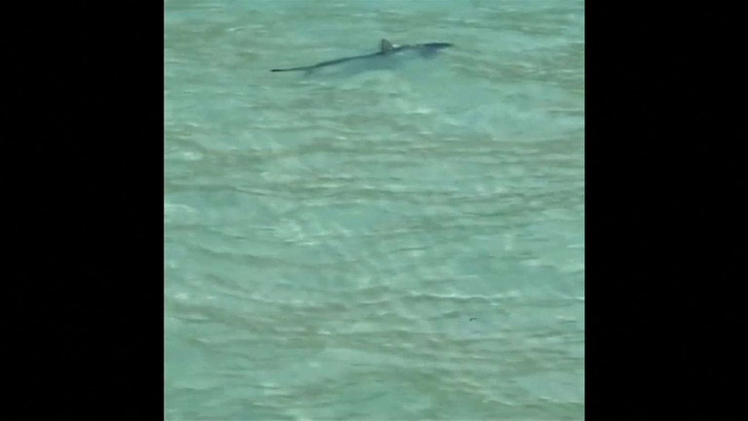 Un tiburón avistado en Mallorca obliga a evacuar la playa