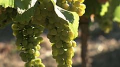 Rheinhessen: Weinlese so früh wie nie