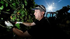 Allemagne : les vendanges les plus précoces jamais enregistrées