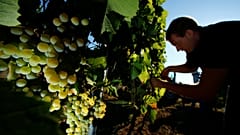 Germany's winemakers relish in heatwave