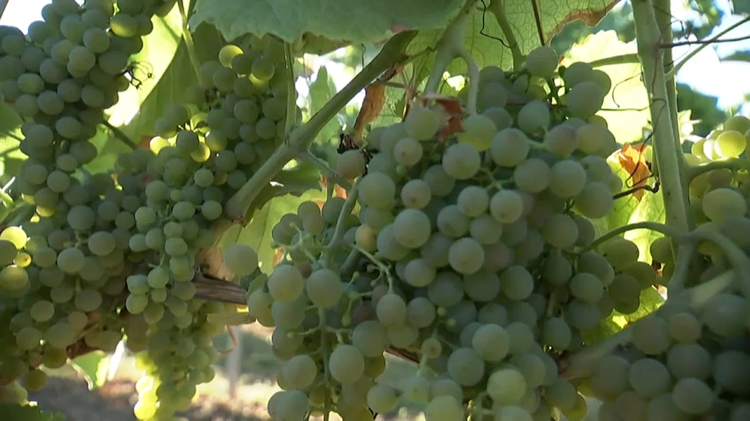 Vindimas começam mais cedo na Alemanha devido à onda de calor