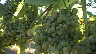 Vindimas começam mais cedo na Alemanha devido à onda de calor