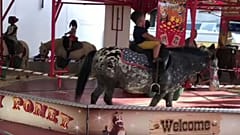Video: Karussell mit lebenden Ponys sorgt für heftige Kritik im Internet