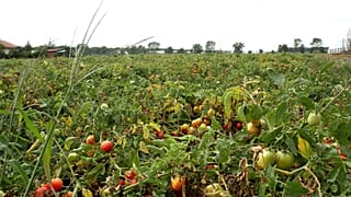 Puglia: colpire i caporali nel portafoglio