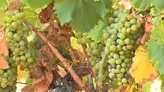 France : coup d'envoi des vendanges
