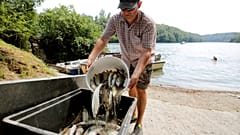 Warmer Rhein: 1000 Kilo toter Fisch 
