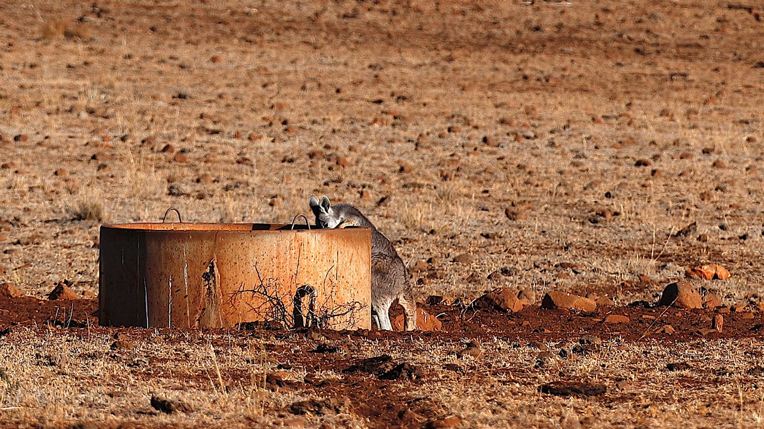Os cangurus estão a competir com os animais domésticos pela água