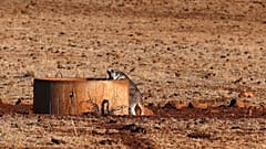 Os cangurus estão a competir com os animais domésticos pela água