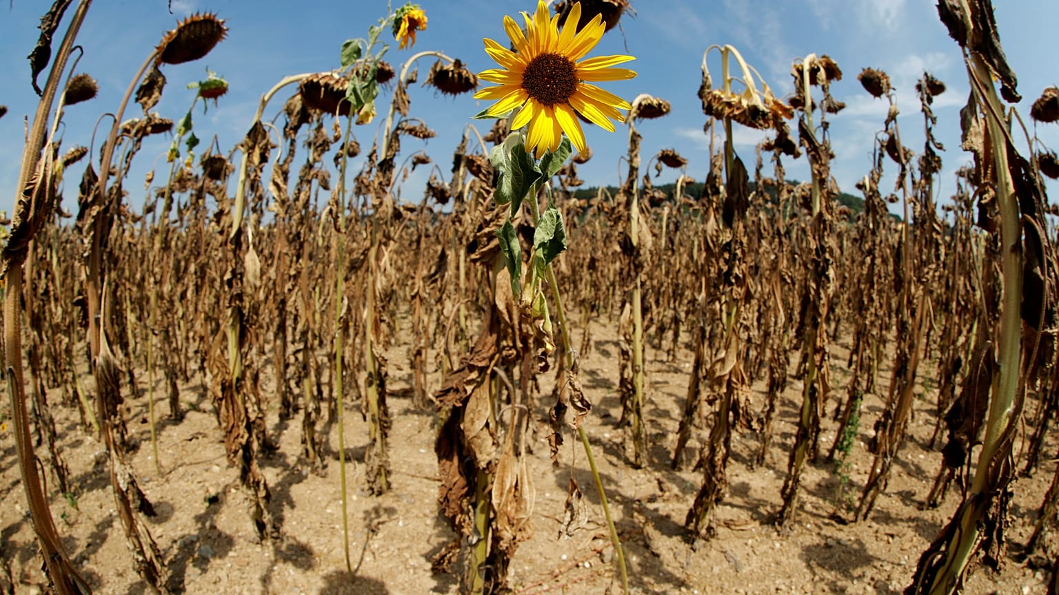 Les agriculteurs européens asphyxiés