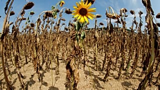 Les agriculteurs européens asphyxiés