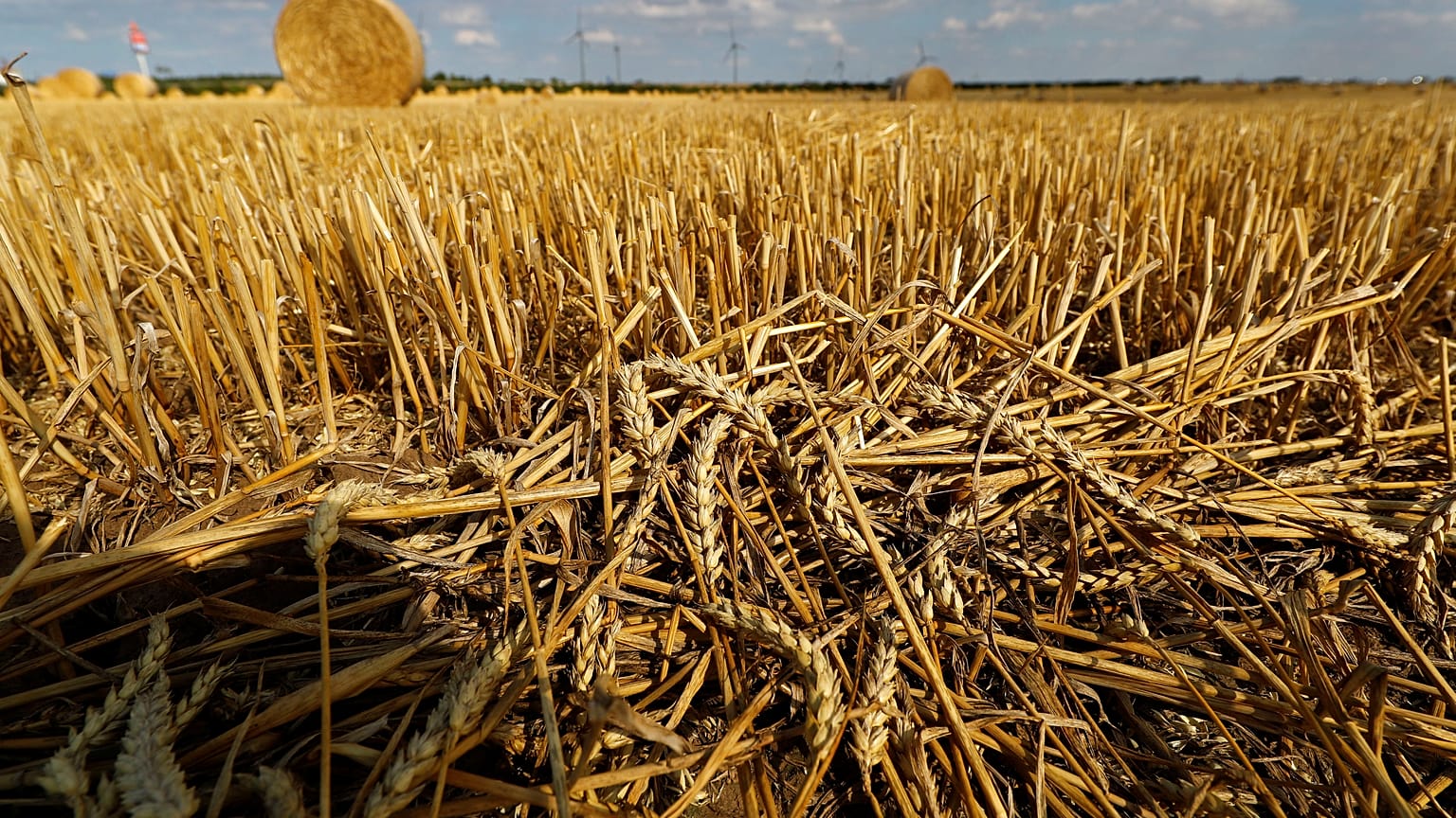 Campo de trigo na Alemanha