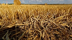 Campo de trigo na Alemanha