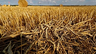 Campo de trigo na Alemanha
