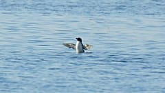 Wanderung verpasst: Pinguin verbringt Sommer in Südfrankreich