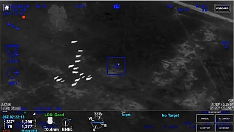 Herd of cows help Florida police catch suspect