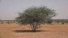 Gefährliches Mali: deutsche Soldaten auf UN-Friedensmission