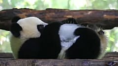 Dias de calor num zoo de Xangai