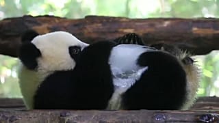 Dias de calor num zoo de Xangai