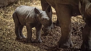 Детеныш черного носорога стоит рядом с матерью