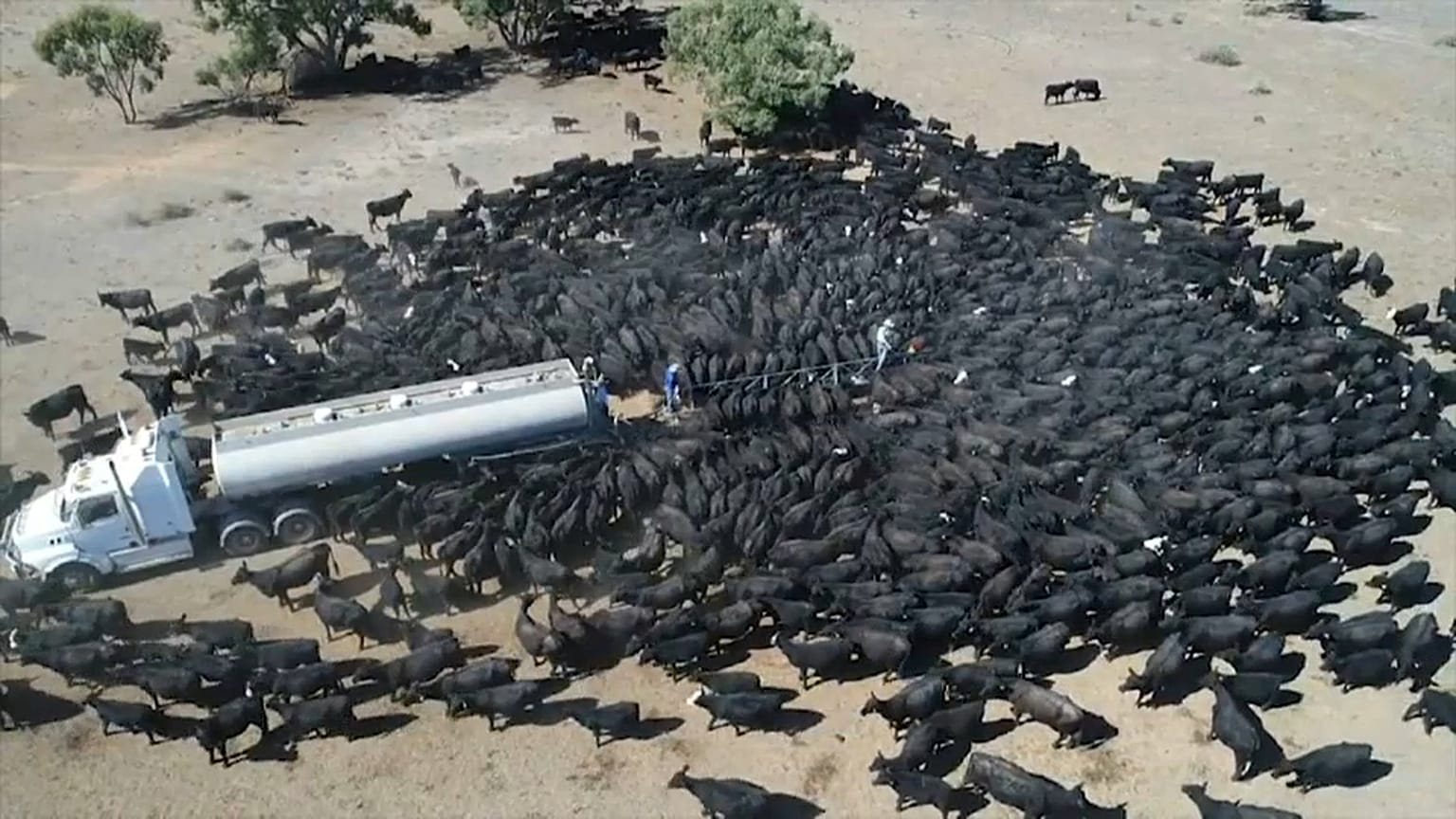Avustralya'nın Yeni Güney Galler eyaletinde çiftçiler son 400 yılın en kurak dönemini yaşıyor