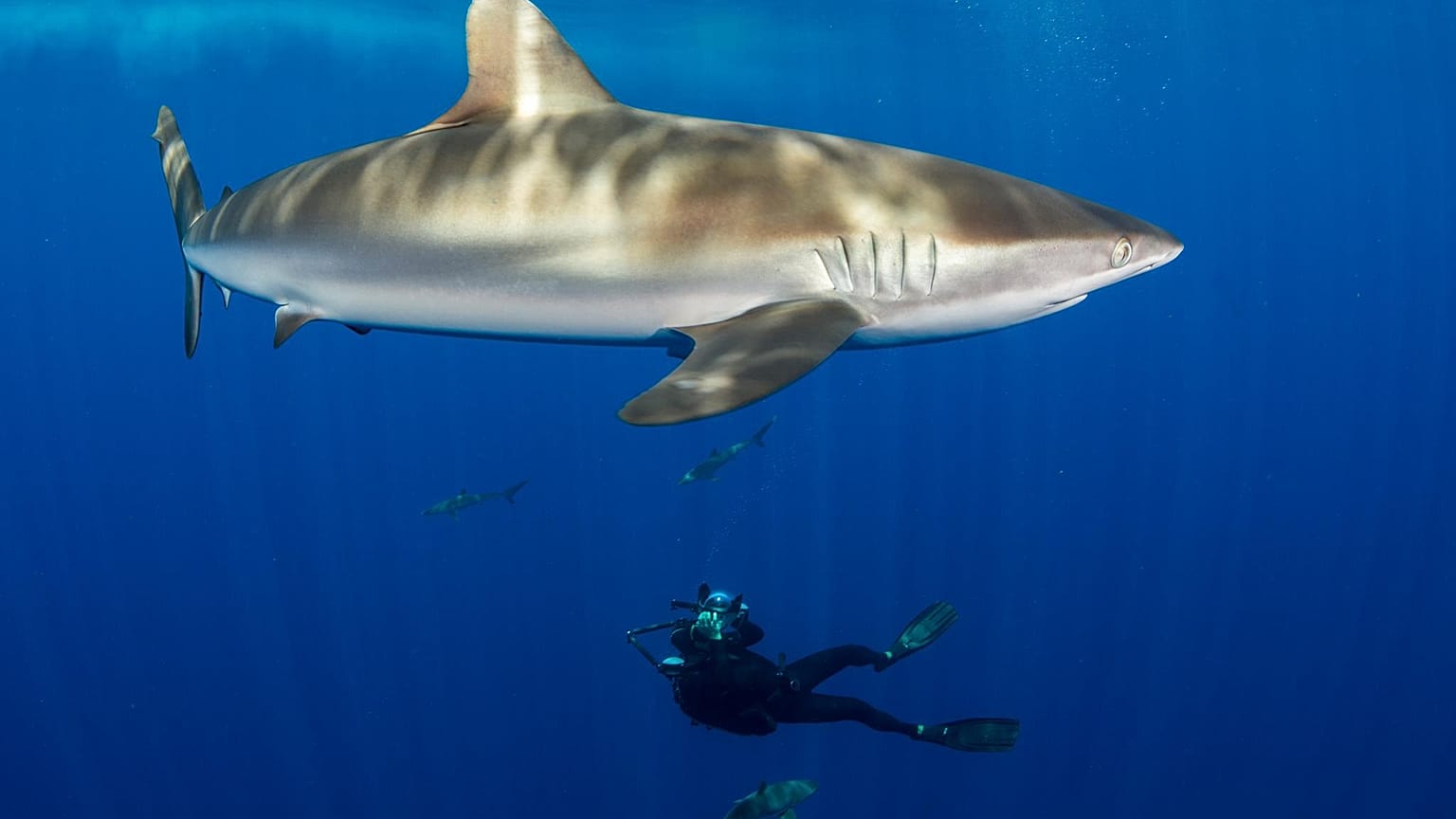 Kell-e félni a cápáktól? 