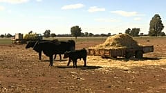 Eastern Australia hit by worst drought in living memory
