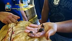 Palermo: le immagini del sequestro di 20 tonnellate di hashish