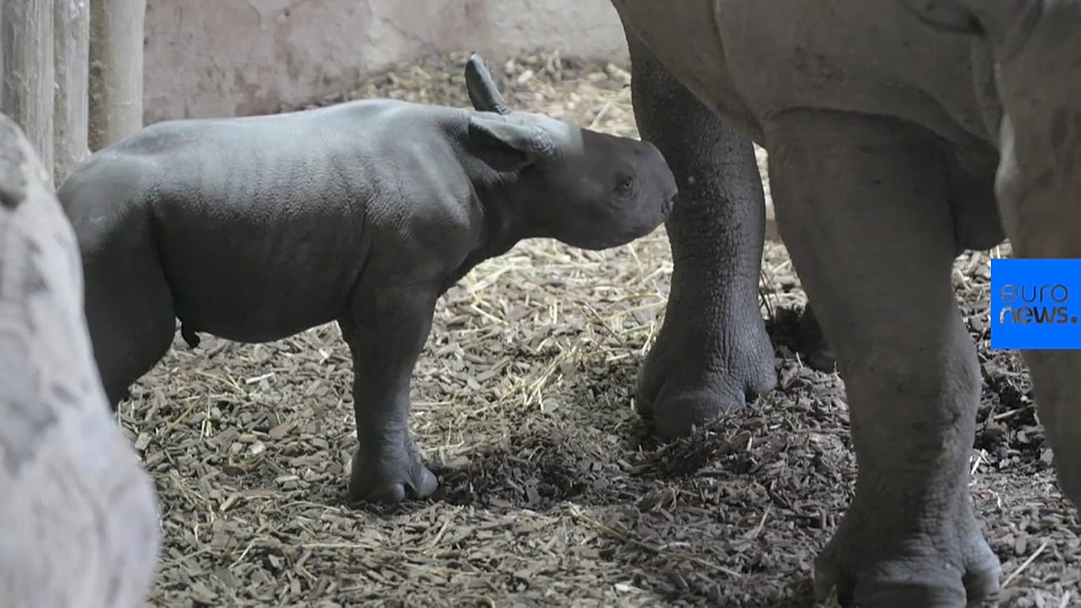 Credit: Chester Zoo