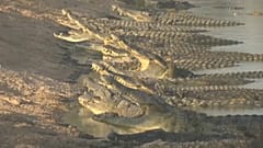 Krokodile im juristischen Niemandsland