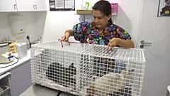 Veterinários resgatam animais afetados pelo incêndio no Algarve