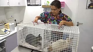 Veterinários resgatam animais afetados pelo incêndio no Algarve