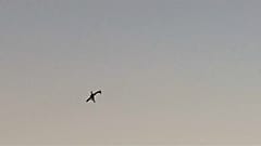 شاهد: آخر لحظات التحليق الدائري والمجنون قبل تحطمّ الطائرة الأميركية المسروقة