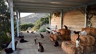 Πιάσε δουλειά στη Σύρο φροντίζοντας 55 γάτες! 